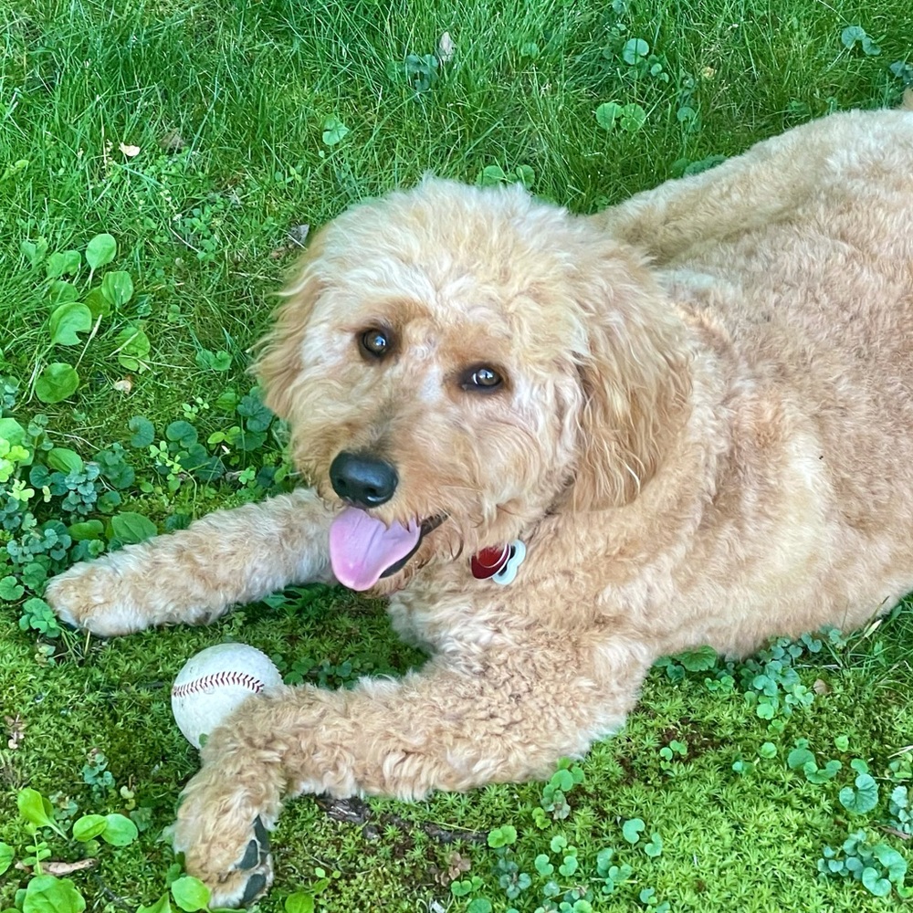 Meet your Posher, Owen